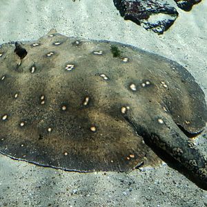 Peacock freshwater-ray