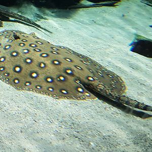 Peacock freshwater-ray