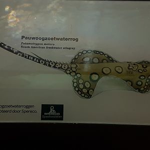 Sign Peacock freshwater-ray