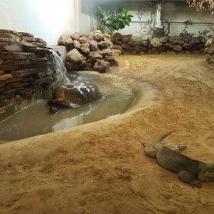 Aldabra tortoise and Rhino iguana