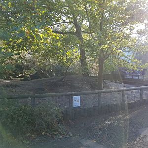 Red river hog-enclosure