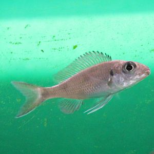 Ophthalmotilapia ventralis chitutu
