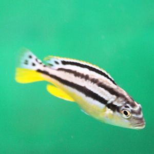 Melanochromis auratus