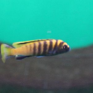 Pseudotropheus flavus