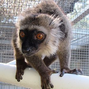 Sanford's lemur, Ikoto