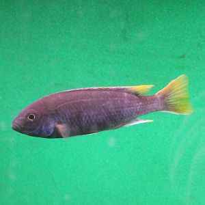 Pseudotropheus "acei"