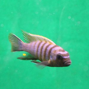 Pseudotropheus demasoni