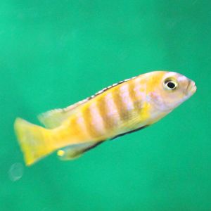 Pseudotropheus saulosi