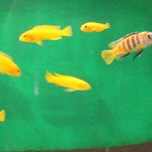 Pseudotropheus saulosi