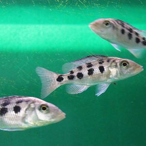 Fossorochromis rostratus