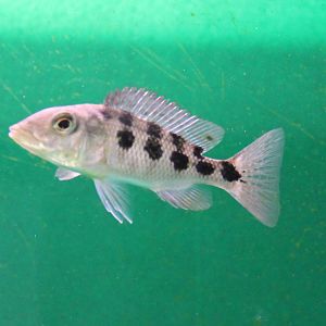 Fossorochromis rostratus
