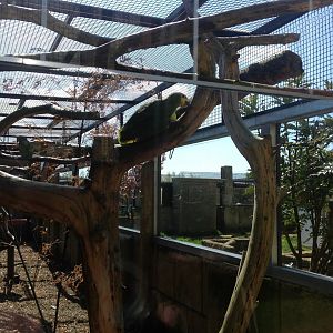 Orange-Winged Amazon?