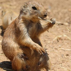 Maryland Zoo - Black-Tailed Prairie Dog