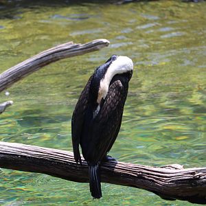 Penguin Coast - White-Breasted Cormorant