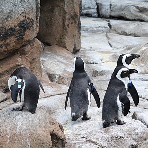 Penguin Coast - African Penguins