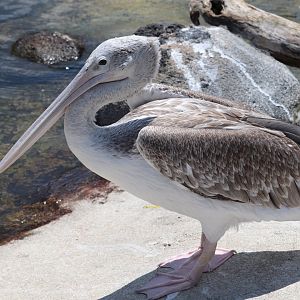 Penguin Coast - Pink-Backed Pelican