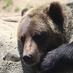 Polar Bear Watch - Grizzly Bear