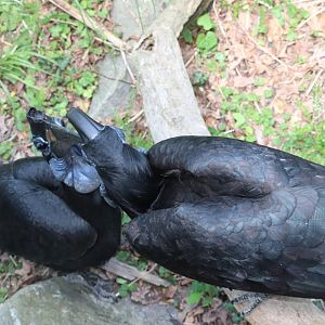 African Journey - Abyssinian Ground Hornbills