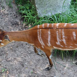 African Journey - Sitatunga