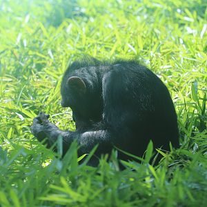 African Journey - Chimpanzee