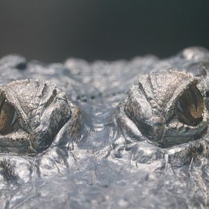 African Journey - African Slender-Snouted Crocodile