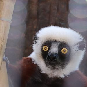African Journey - Coquerel’s Sifaka