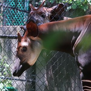African Journey - Okapi