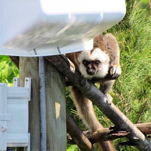 White-Fronted Lemur