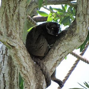 White-Fronted Lemur