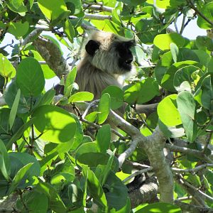 Hanuman Langur