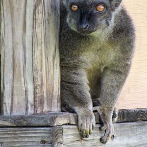 White-Fronted Lemur