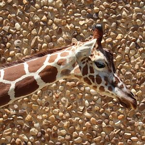 African Journey - Reticulated Giraffe