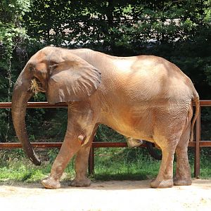 African Journey - African Elephant