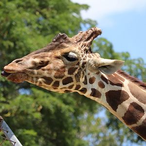 African Journey - Reticulated Giraffe