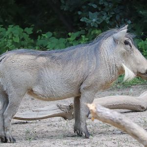 African Journey - Common Warthog