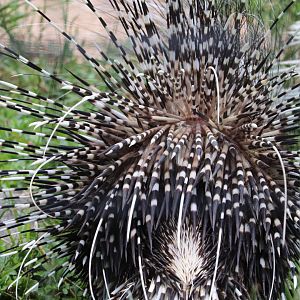 African Journey - The Back Of A Cape Porcupine