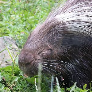 African Journey - Cape Porcupine