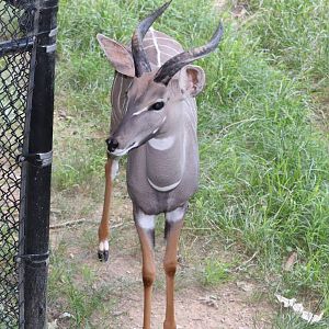 African Journey - Lesser Kudu