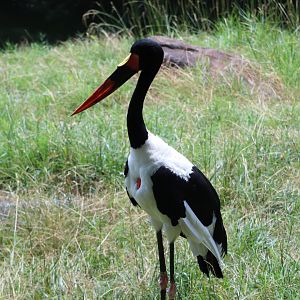 African Journey - Saddle-Billed Stork