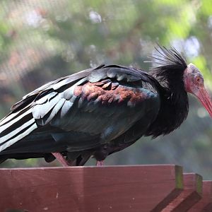 African Journey - Waldrapp Ibis