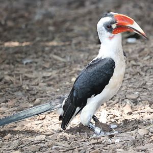 African Journey - Von Der Decken Hornbill