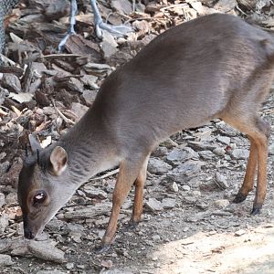 African Journey - Blue Duiker