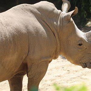 African Journey - Southern White Rhino