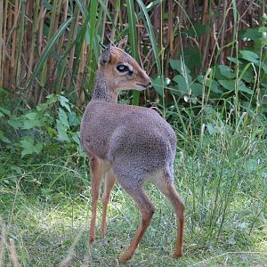 African Journey - Kirk's Dik-Dik