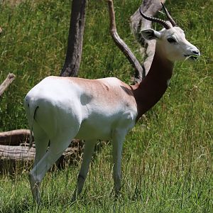 African Journey - Addra Gazelle