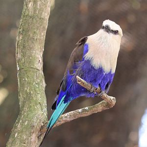 African Journey - Blue-Bellied Roller