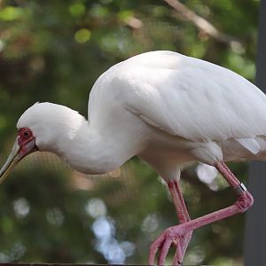 African Journey - African Spoonbill