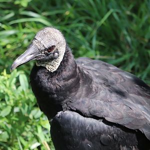 Maryland Wilderness - Black Vulture