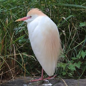 Maryland Wilderness - Cattle Egret