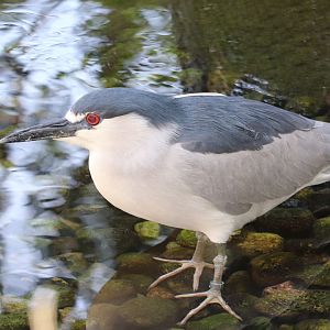 Maryland Wilderness - Black-Crowned Night Heron